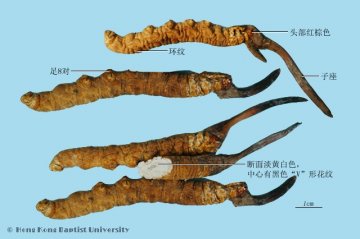 冬虫夏草（Dongchongxiacao）中药材鉴别相册