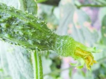 顶花带刺黄瓜被指添加避孕药 专家称风马牛不及