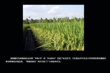 如何辨别转基因食品