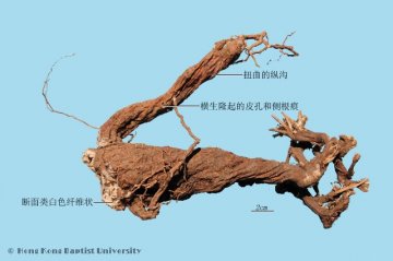 狼毒（Langdu）中药材鉴别照片