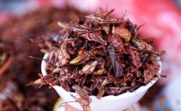 一生必尝20种另类食物