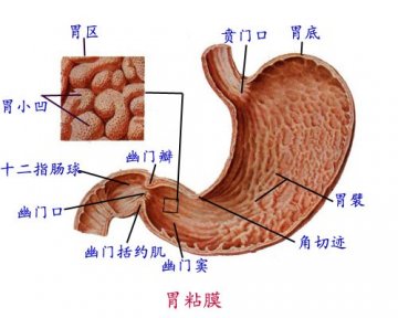 胃的粘膜