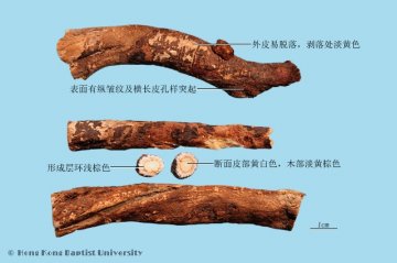 红芪（Hongqi）中药材鉴别照片