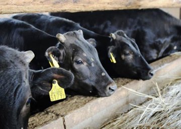 日本辐射牛蔓延政府叫停岩手产食用牛出货