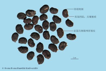 补骨脂（Buguzhi）中药材鉴别照片