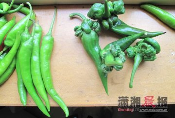专家建议不要食用头上长“角”辣椒