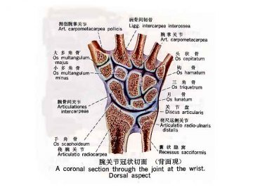 腕关节冠状切面（背面观）