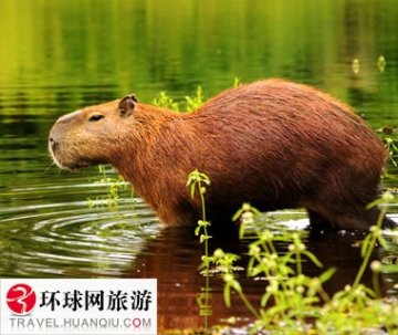全球最变态食物TOP10