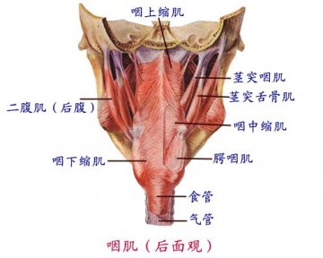 咽肌后面观