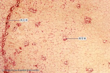 生姜（Shengjiang）中药材横切面显微鉴别照片