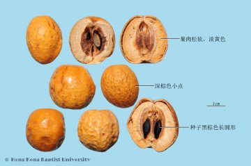 川楝子（Chuanlianzi）中药材鉴别照片