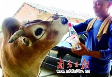500斤老黄牛每天喝一瓶白酒