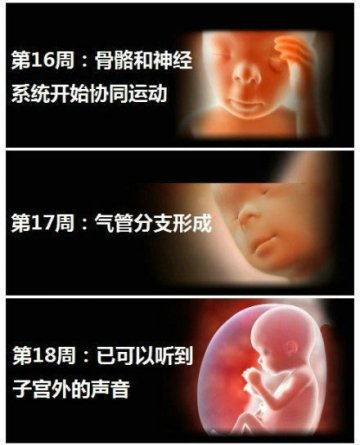 生命的史诗！人类从受精到出生全过程
