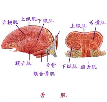 舌肌
