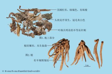 大蓟（Daji）中药材鉴别照片