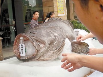 酒家采购到509斤重巨型石斑鱼