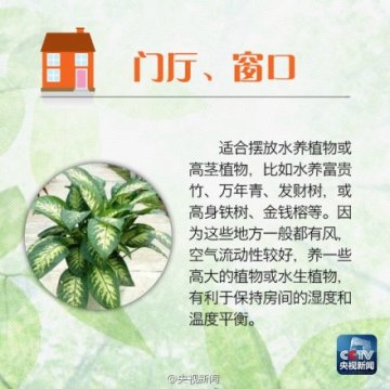 家居植物摆放8大讲究，你家的植物放对了吗？