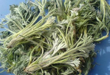 吃过却不知道名字的山野菜 茵陈清解肝胆湿热