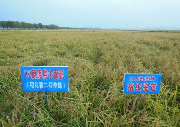 遗传发育所在“稻花香2号”分子改良研究中取得进展