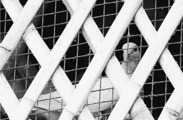 中国疾控中心专家分析：H7N9病毒“北上”证据尚不足