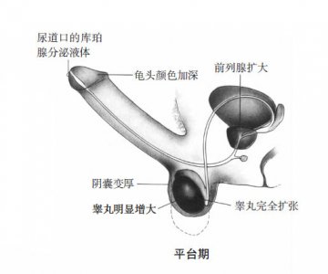 科普男女性器官在性反应周期中的变化