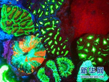 澳大利亚科学家利用荧光色素观察癌细胞变化