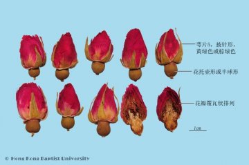玫瑰花（Meiguihua）中药材鉴别相册