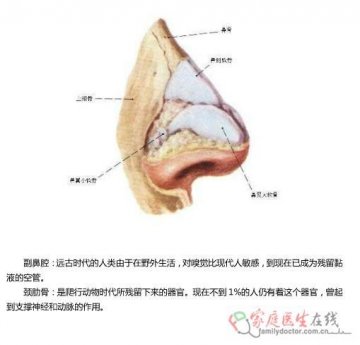 副鼻腔、颈肋骨