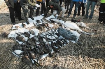 天津中毒东方白鹳栖息湿地新发现60具鸟类尸体