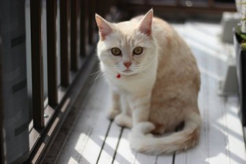 英国确认首起由猫传至人类的肺结核病例