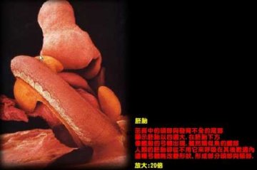 揭秘人类生命诞生全程