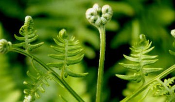 饮食养生：医生抢着吃的10种防癌野菜