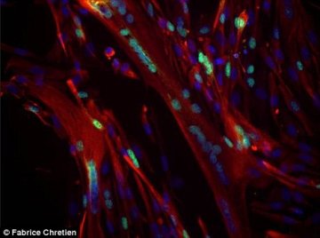 科学家发现奇迹细胞 能够在尸体中存活17天