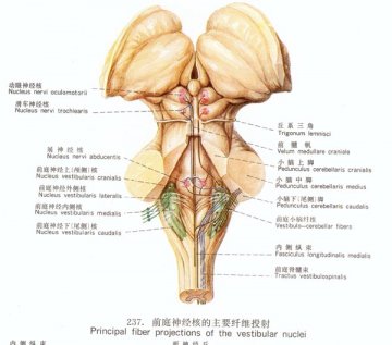前庭神经核的主要纤维投射
