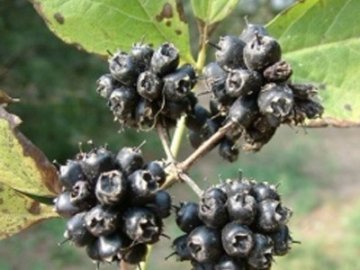中医养生：最有抗衰老作用的10大药材
