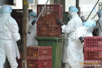香港发现禽流感 市民无须恐慌重在预防