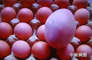 母鸡产下157克巨型蛋 为普通鸡蛋3倍重