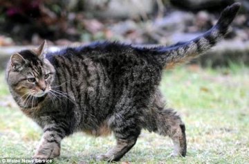英国1只小猫已年满39岁 相当于人类172岁