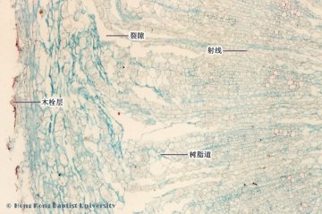 人参（Renshen）中药材横切面显微鉴别照片