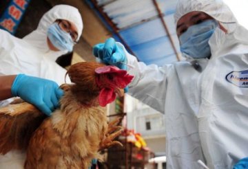 科学家称无法确定H7N9病毒是否致命瘟疫