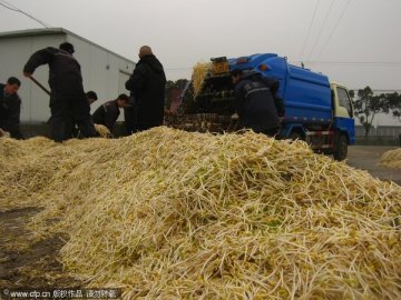 豆芽堆积成山