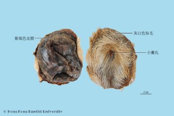 麝香（Shexiang）中药材鉴别照片