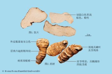 重楼（Chonglou）中药材鉴别照片