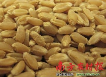 孟山都草甘膦存风险 转基因作物惹是非