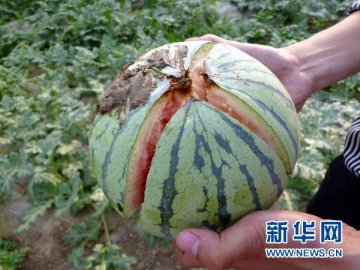 回应果蔬“膨大剂”使用的五大谜团