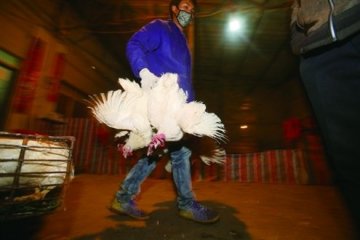山东卫生厅辟谣 济南青岛未发现H7N9禽流感病例