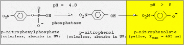 Purificationofacidicphosphatasefrommustardseedlings