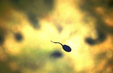 精子如何到达子宫深处