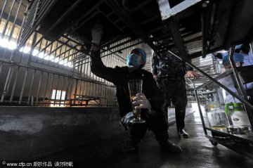 工作人员使用专用设备在熊腹部准备引流