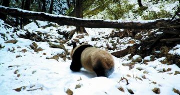 中国科学报：被“旅游”骚扰的大熊猫